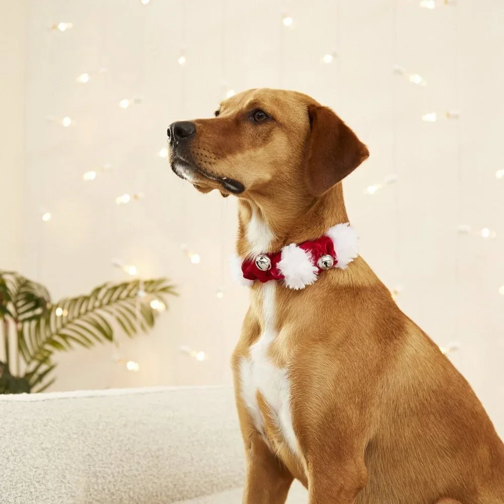 Jingle Bells Dog and Cat Holiday Collar with Bells